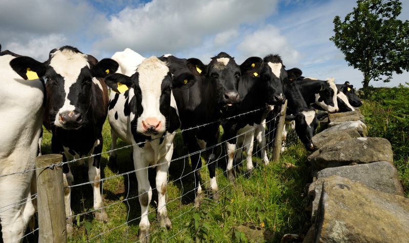 A herd of cows stood behind a fence in a field