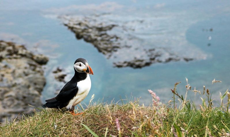 Puffin stood on a cliff face with the sea in the background