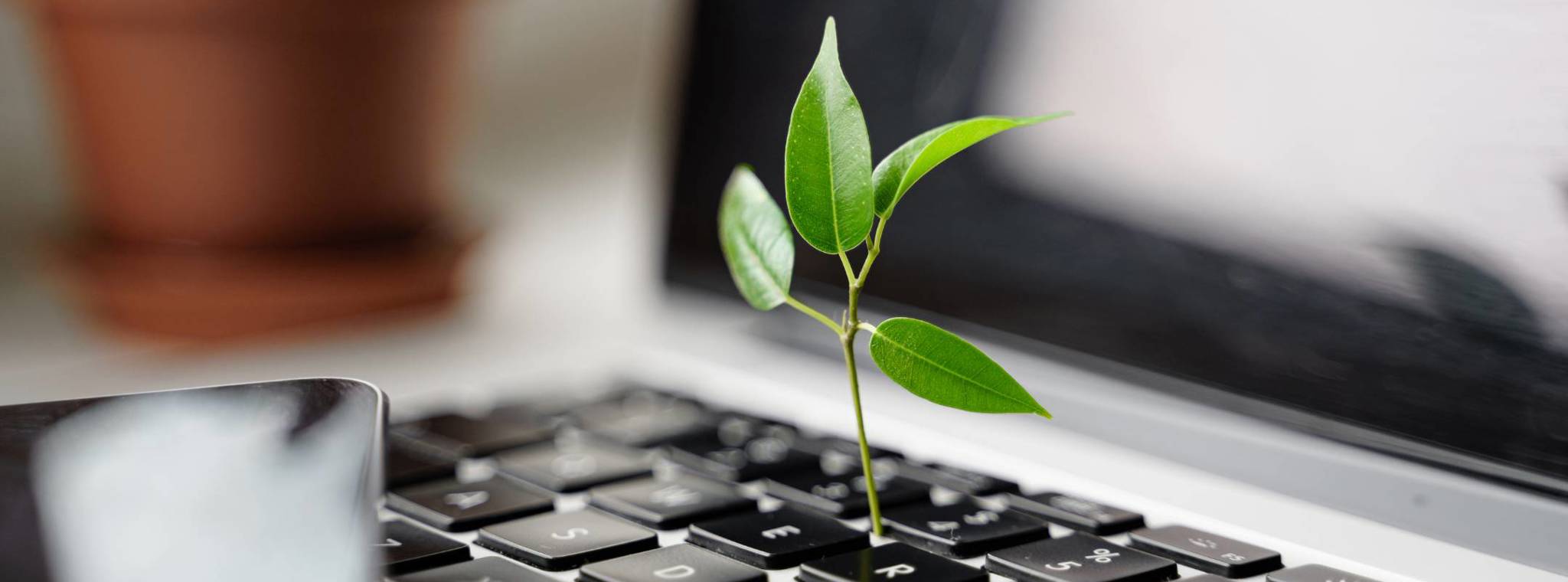 An image of leaves growing out of a laptop keyboard