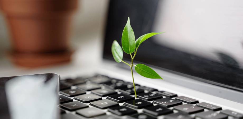An image of leaves growing out of a laptop keyboard