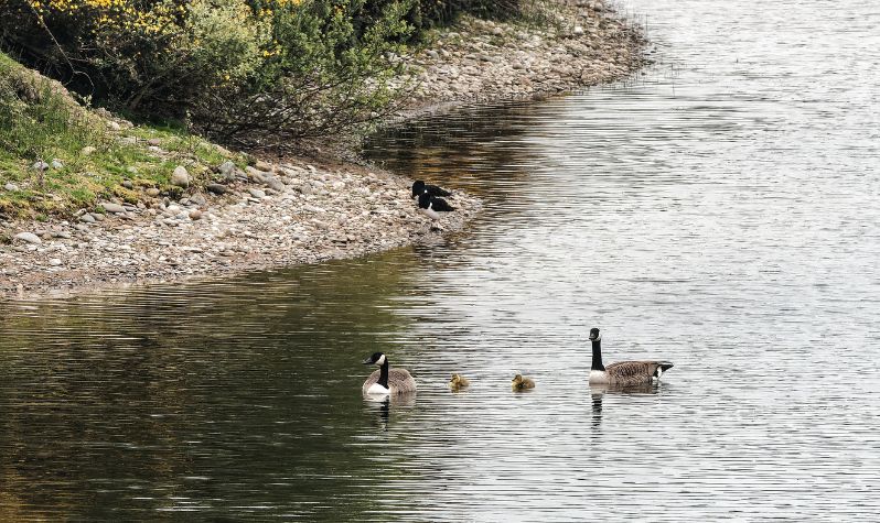 Birds on a river