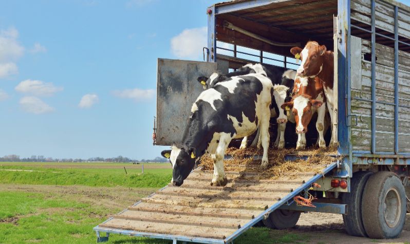 Cows walking off of a trailer