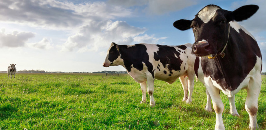 Cows in a meadow