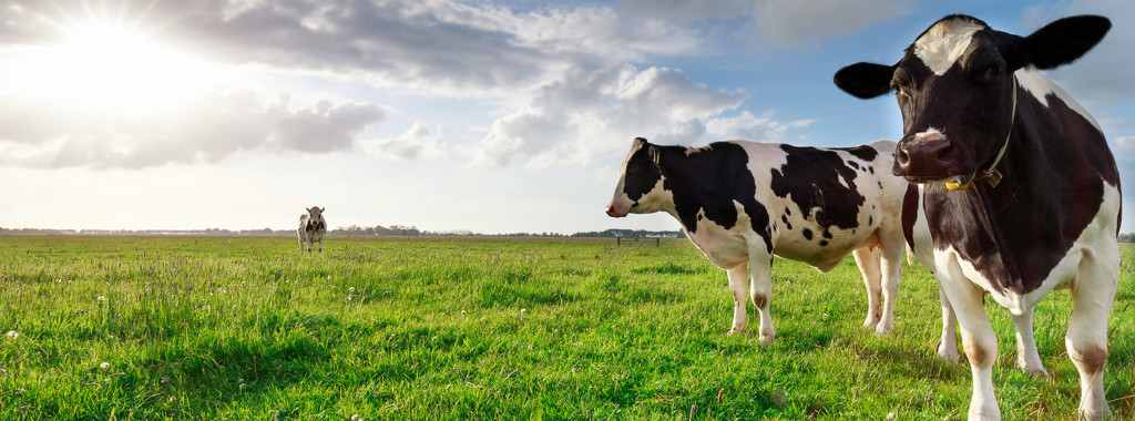 Cows in a meadow