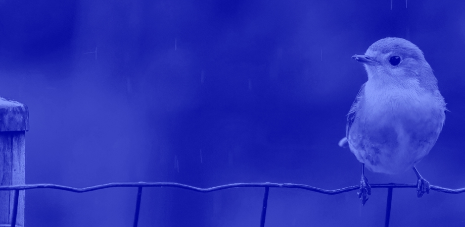 Bird perched on a fence