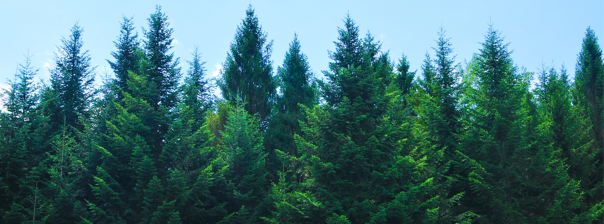 An image of a forest with the sky