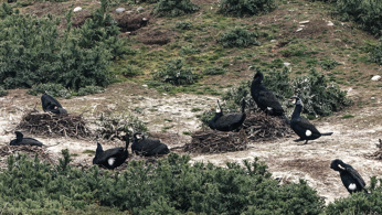 A group of cormorants nesting on a grassy bank
